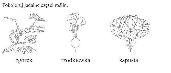 WARZYWA I OWOCE - Jadalne części roślin.bmp