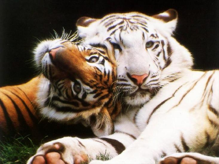 Zwierzątka - tygryski.jpg