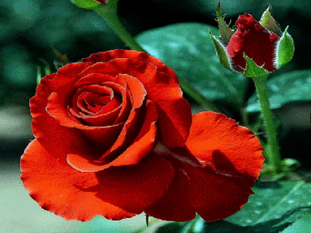 kwiaty-jpg - ciernista roza.PNG