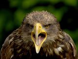 Rajskie ptaki - young-eagle-attitude_12596_160x120.jpg