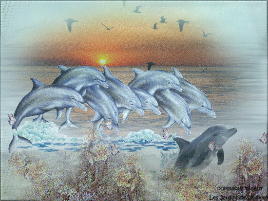 delfinki - gify 60.gif