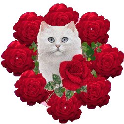 roza, rozyczka - roze czerwone z kotkiempuszczajacymoczko.gif