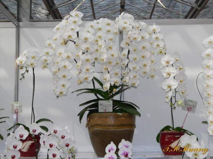 Orchidee w Tajwanie - Slajd4.JPG