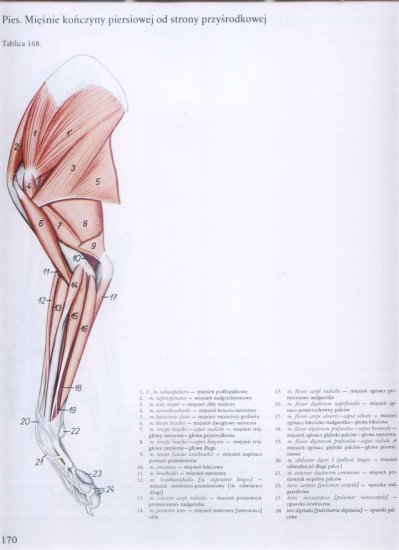 atlas anatomii topograficznej-miednica i kończyny - 164.jpg