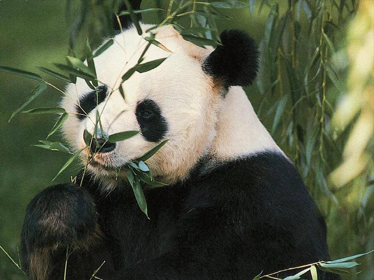 panda - panda.jpg