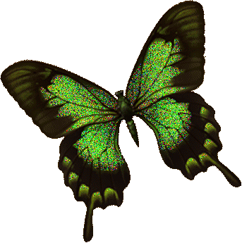 Motyle - Gif Motyl 15.gif