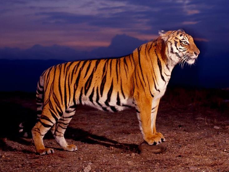 Zwierzęta - bengal_tiger.jpg