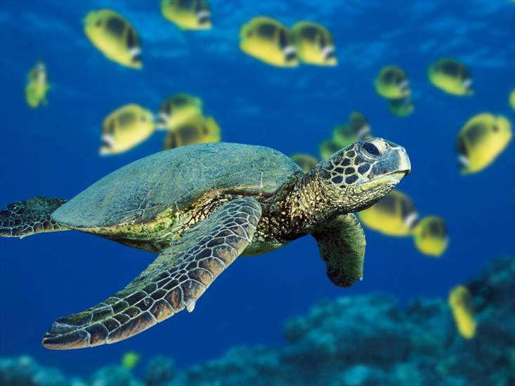 x obrazki - Green Sea Turtle.jpg