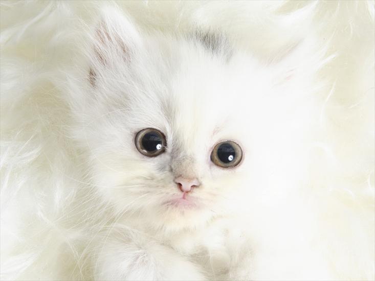 Zwierzęta - white_cats.jpg