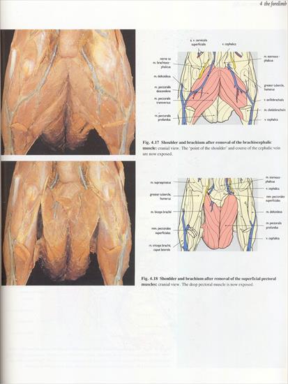 04.the forelimb - 11.jpg