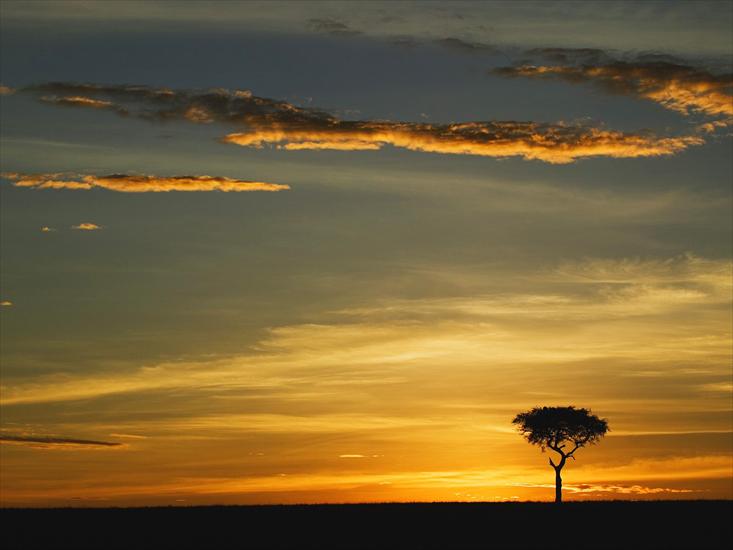 Afryka - Single Acacia Tree at Sunrise, Masai Mara, Kenya.jpg
