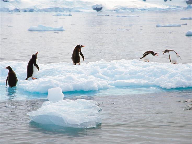  Animals part 2 z 3 - Making a Scene, Gentoo Penguins, Antarctica.jpg