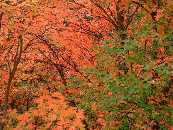 jesień - jesiennie 194.jpg