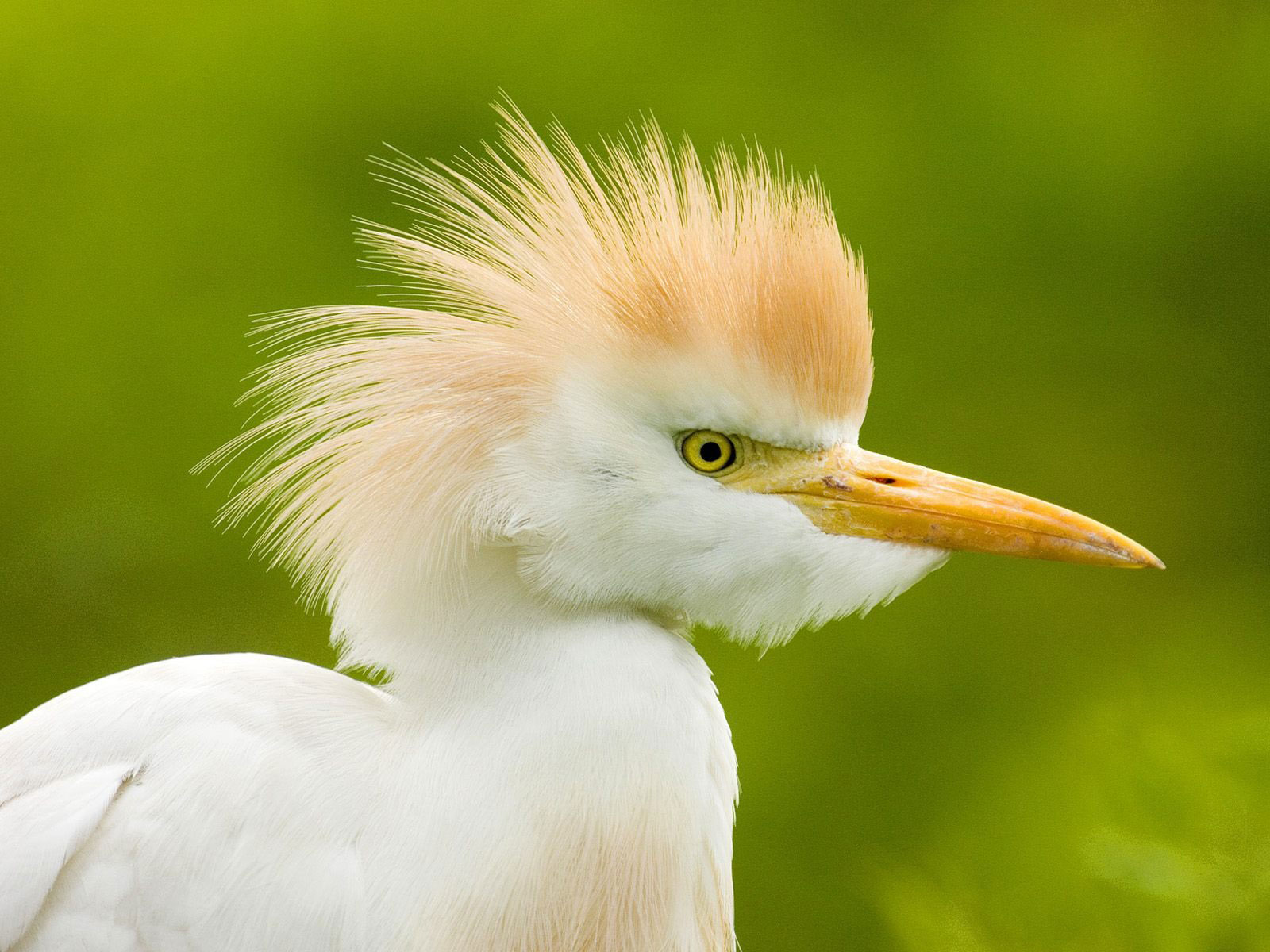 Dzikie zwierzęta - Cattle_Egret_1600-x-1200.jpg