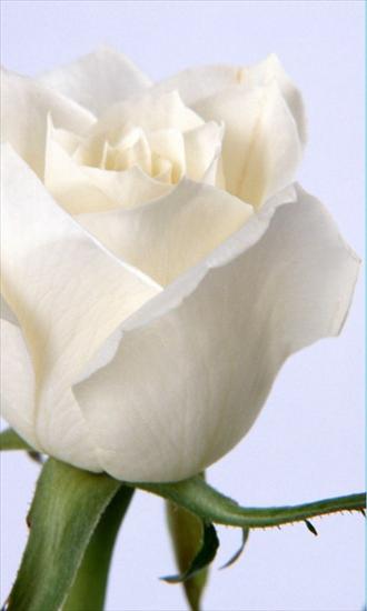 róże - white_rose_s_1600x1200.jpg
