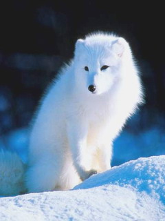 zwierzęta - whitewolf_vucpbain.jpg