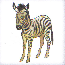 Z RZ Ż - zebra.jpg