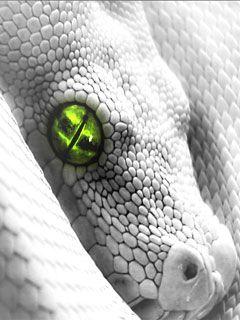Tapety 240x320 - Snake.jpg