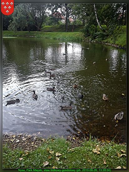 Staw Łódkowy i okolice - Nysa, Park Miejski, staw łódkowy gondolowy_2010-08-26_DSC00031 2.jpg