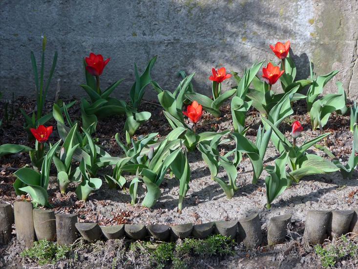Tulipany - P1060767.jpg