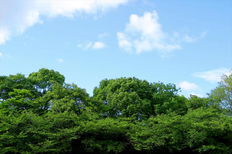 Natura - tree_woods_beiz.jp_L03007.jpg