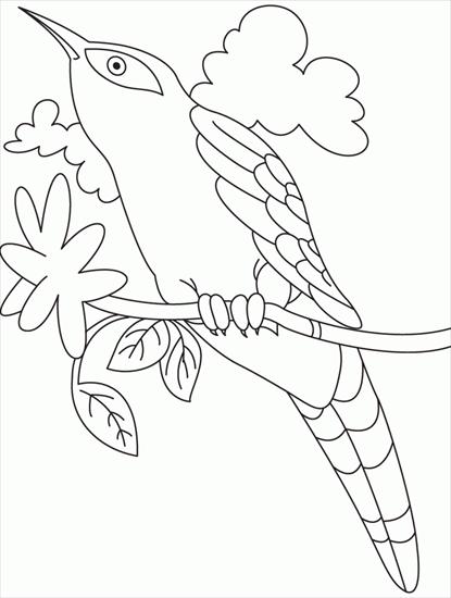 kukułka - kukułka - kolorowanka ptaki 5.GIF