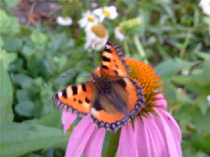 Motyle na kwiatach - Motyl 29.jpg