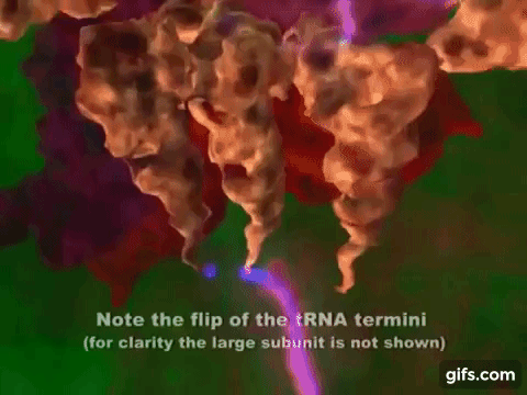 Filmy, animacje biologicznych procesów molekularnych i tych w skali makro - Ribosome in action animated gif.gif