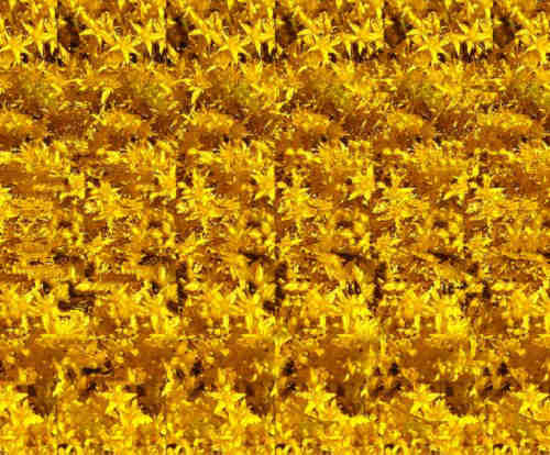 stereogramy - flower.jpg