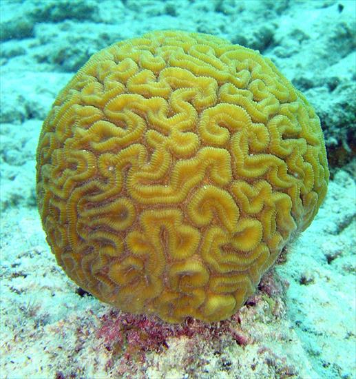 Rafy koralowe - Brain_coral.jpg