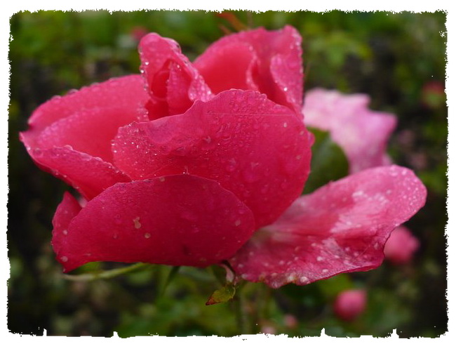 rose - rose2.jpg