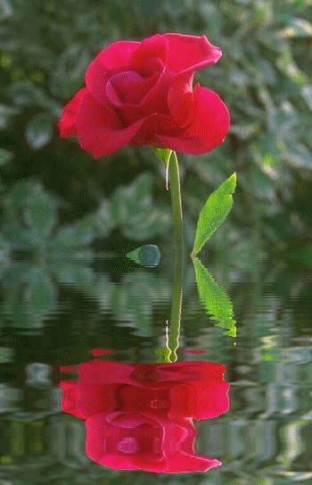 ODBITE W WODZIE - wod róża pąk2.gif