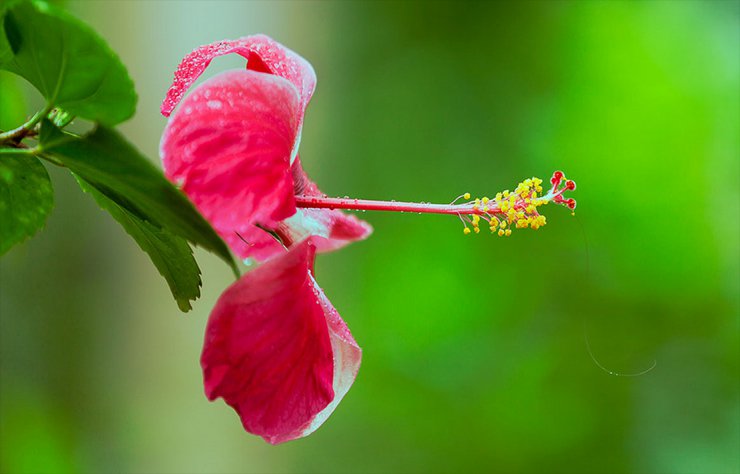 hibiskusy ketmie - hibiskus.png