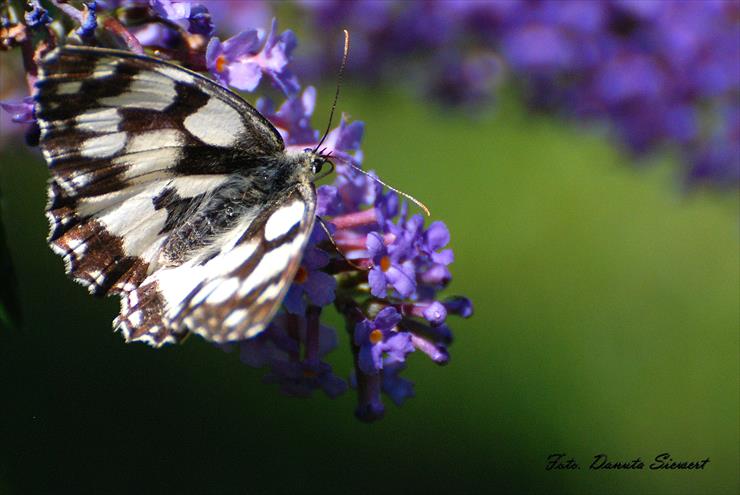 Polowiec szachownica. Melanargia galathea - DSC_9010A.jpg