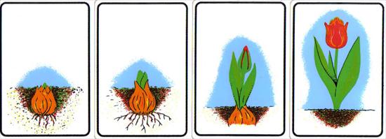 Ogrodnik - od cebulki do tulipana.jpg
