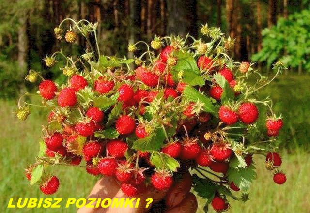 Podróznik643 - POZIOMKI.gif