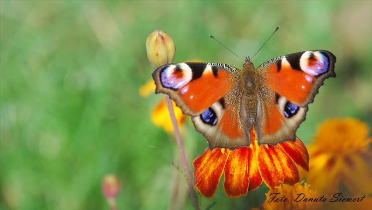 Rusałka pawik. Aglais io - DSC_8226a.jpg