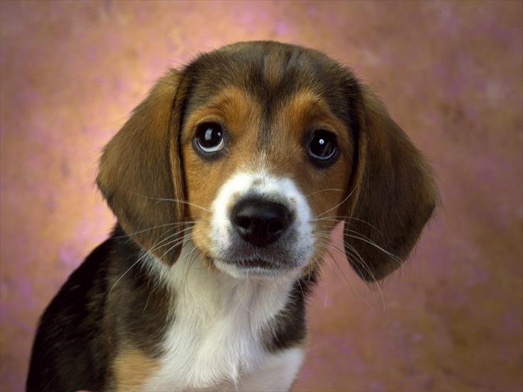zwierzaki - Puppy Eyes, Beagle.jpg