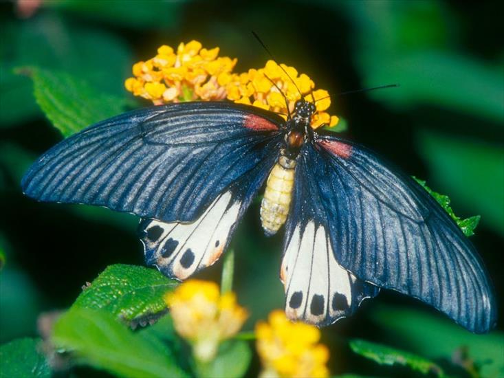 Motyle - motyl 25.jpg