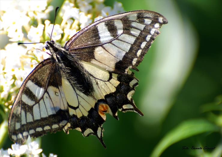 Paz królowej. Papilio machaon - DSC_9315A.jpg