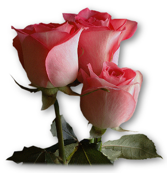 Kwiaty - mh_pink_roses.jpg