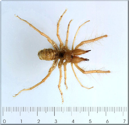 pająki i skorpiony - Pająk Galeodes-Namibia.jpg