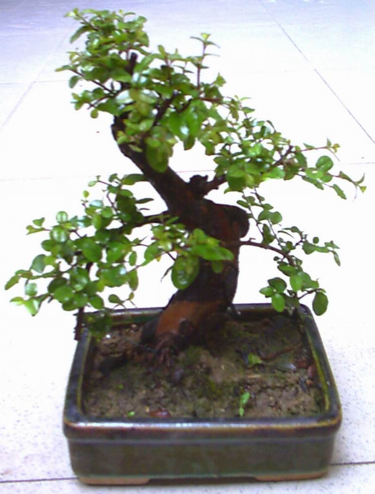 DRZEWKA BONZAI - Potted-Bonsai-Tree-Sagarethia.jpg