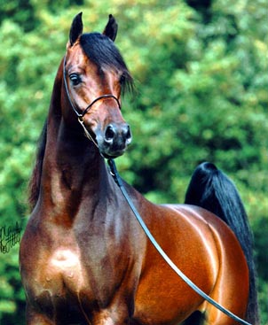 Konie_________piękne konie - bluszczacy_gniady.jpg