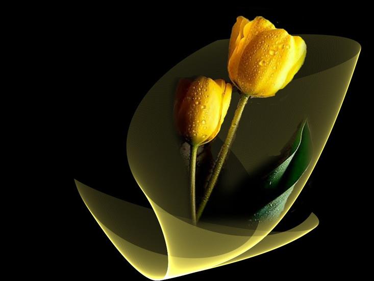 Tapety obrazki laserowe - Tulipany.jpg