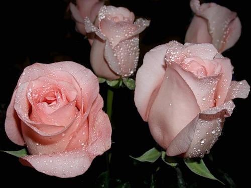 kwiaty   róże - e414a6d53efb.jpg
