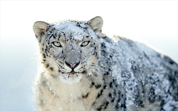 Tapety - Snow-Leopard.jpg