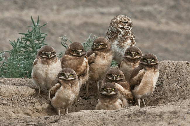 Sowy - Burrowing-Owl-Family.gif