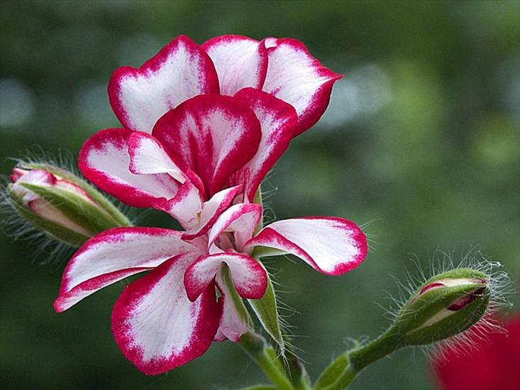 pelargonie - pelargonia.jpg