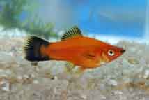 akwarium- rybki - W43430 Xiphophorus helleri Red WG female.JPG